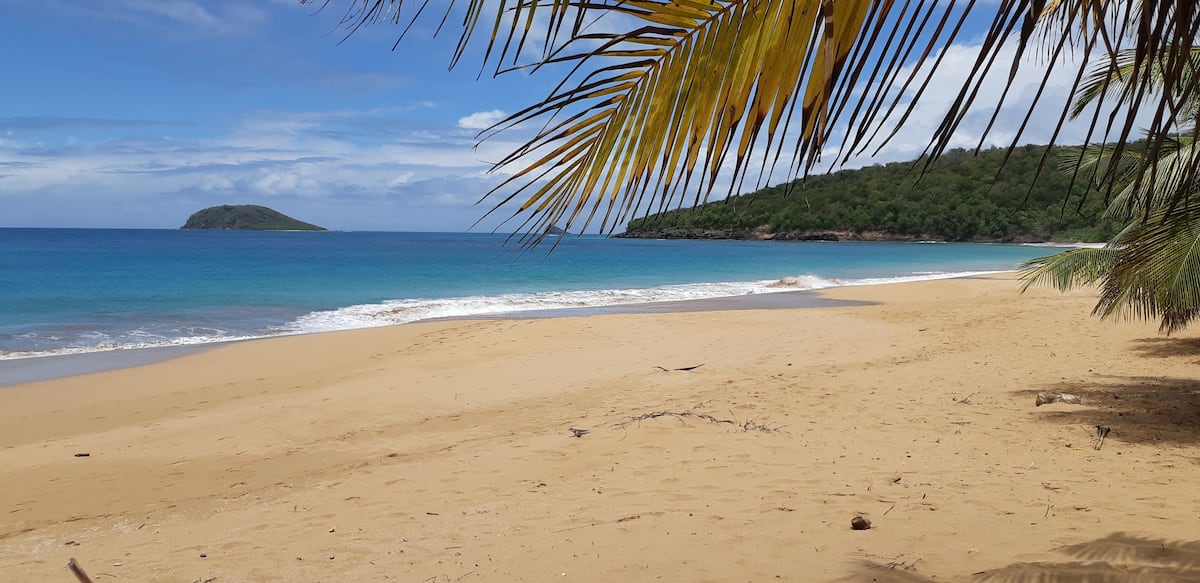 Plage bordée de palmiers en Guadeloupe