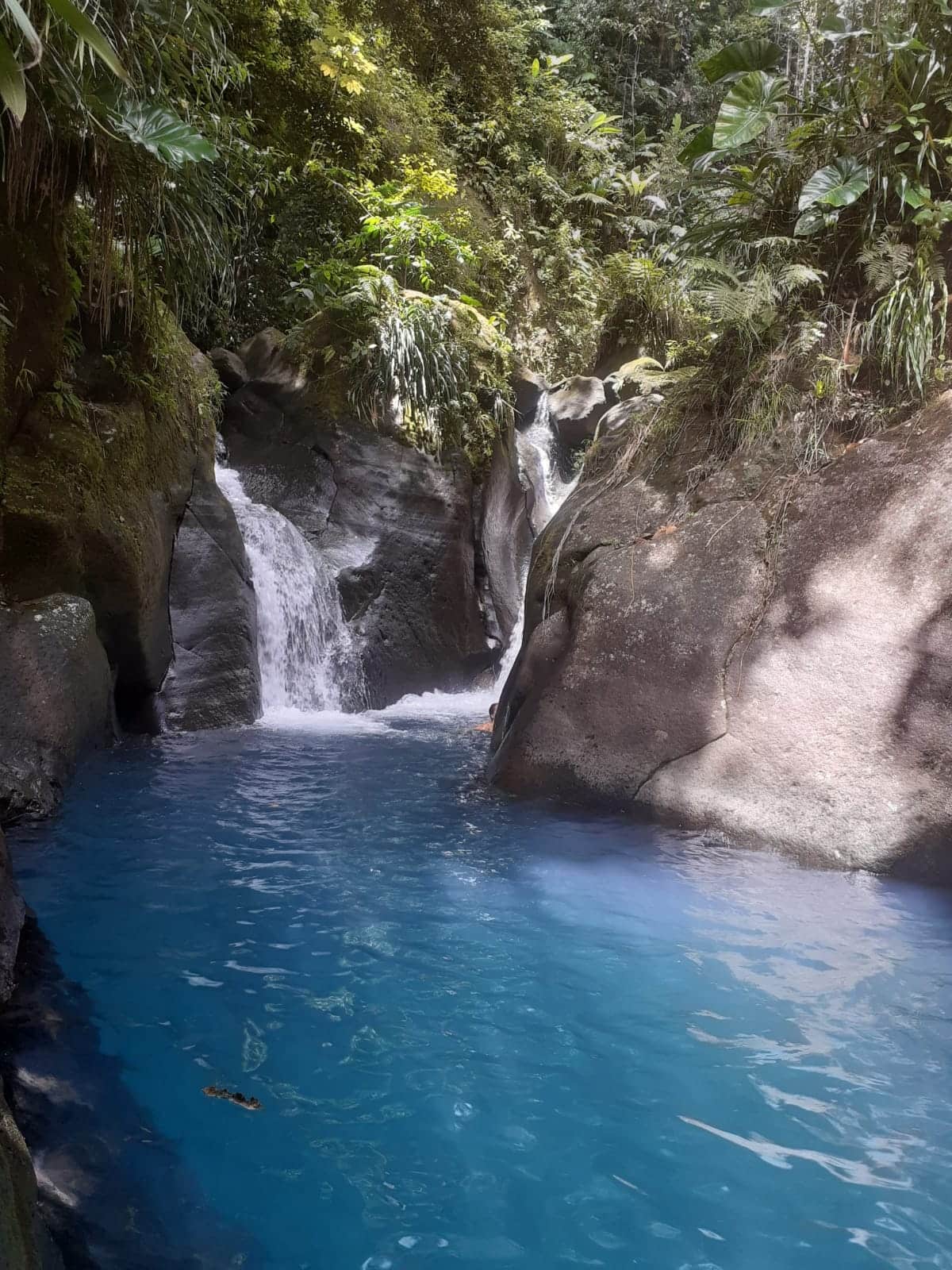 Bassin naturel en forêt tropicale